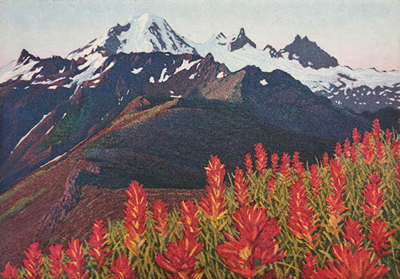 Mountain Paintbrush by Stephen McMillan